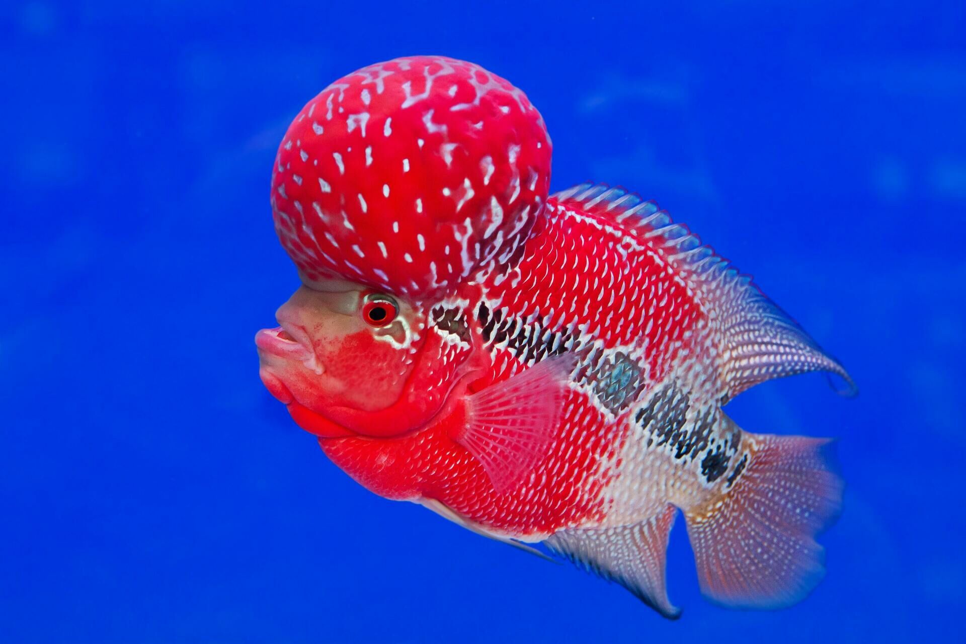 Imagem do Flowerhorn